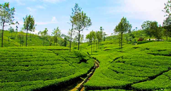 Serene Ooty and Coonoor